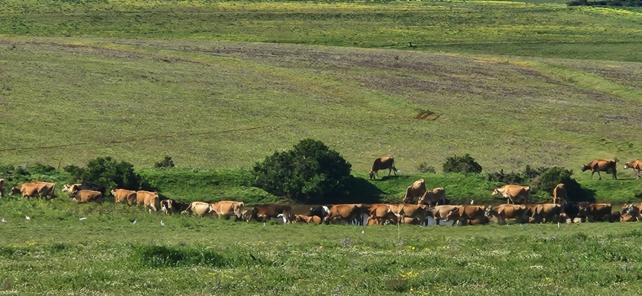 8 Bedroom Property for Sale in Mossel Bay Rural Western Cape